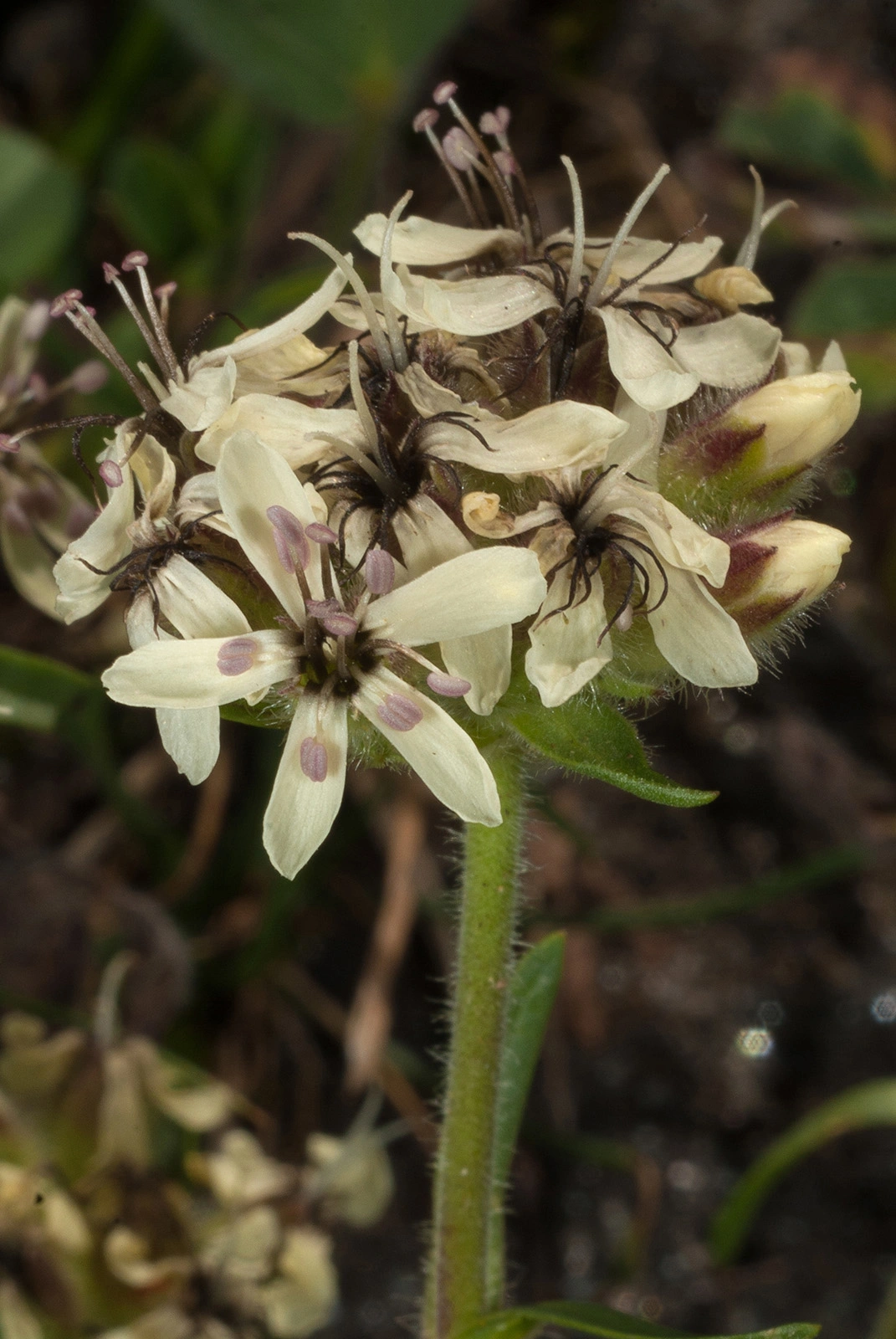 Photo Maurizio Broglio - Saponaria lutea